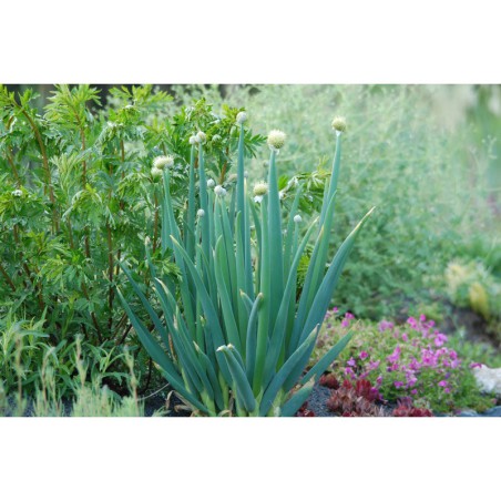 Allium altaiense - česnek