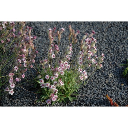 Silene baumgarteniana - silenka