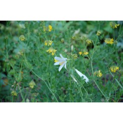 Paradisea liliiastrum