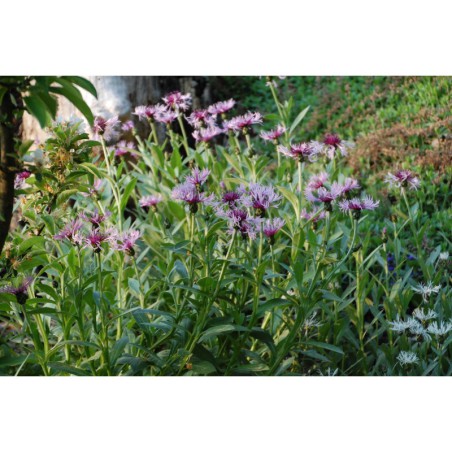 Centaurea montana Rosea - chrpa