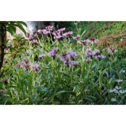 Centaurea montana Rosea - chrpa