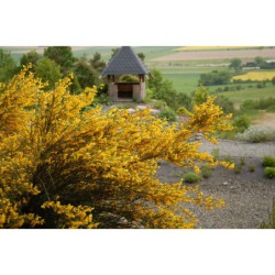 Cytissus scoparius - janovec