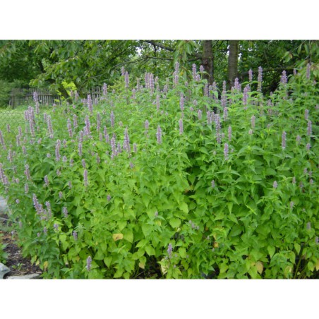 Agastache urticifolia - indiánská kopřiva