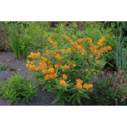 Asclepias curasavica - klejicha
