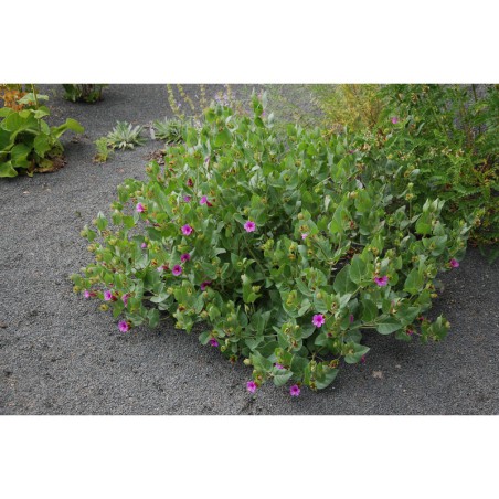 Mirabilis multiflora - nocenka