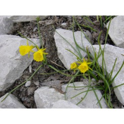 Narcissus bulbocodium - narcis
