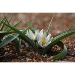Tulipa biflora - tulipán