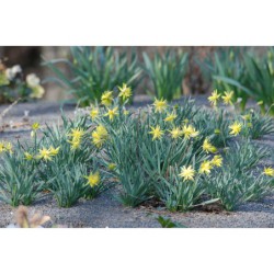 Narcissus Rip van Winkle - narcis