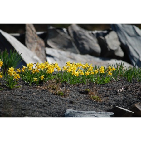 Narcissus Tete a Tete - narcis