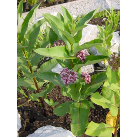 Asclepias syriaca - klejicha hedvábná