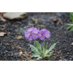 Primula algida - prvosenka