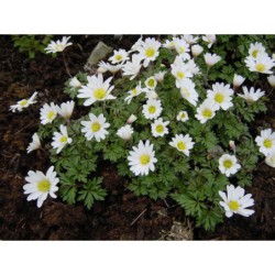 Anemone blanda White Splendour - sasanka