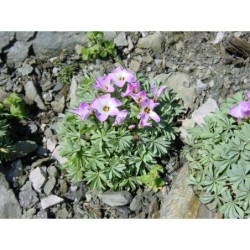 Oxalis adenophylla - šťavel