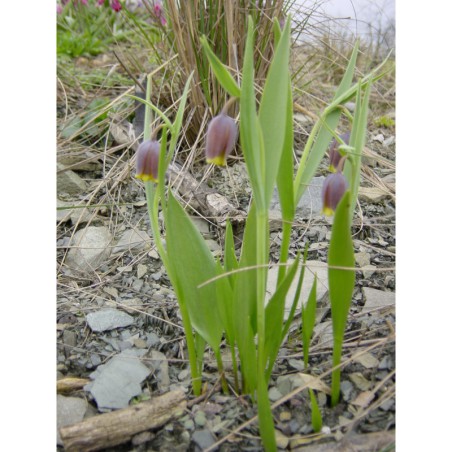 Fritillaria uva vulpis - řebčík