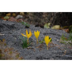 Sternbergia lutea - šternbergie