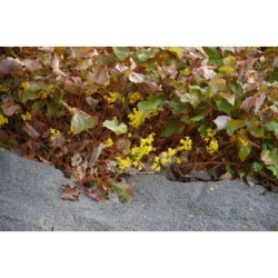 Epimedium Sulphureum - škornice