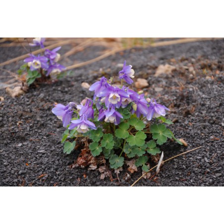 Aquilegia Cameo hybr. - orlíček