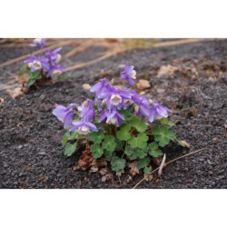 Aquilegia Cameo hybr. - orlíček