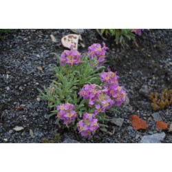 Matthiola fruticosa - fiala