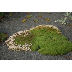 Silene bolanthoides - silene