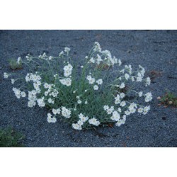 Achillea clavennae - řebříček