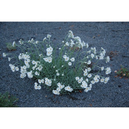 Achillea clavennae - řebříček