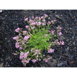 Asperula liliiflora - mařínka