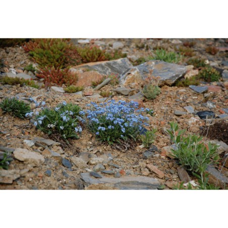 Myosotis terglouensis - pomněnka