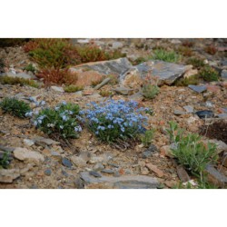 Myosotis terglouensis - pomněnka