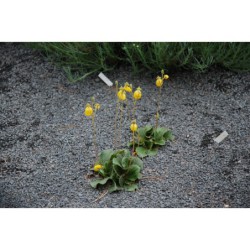 Calceolaria biflora - pantoflíček