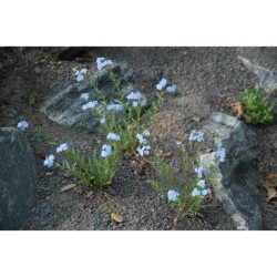 Eritrichium sachalinense