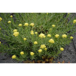 Helichrysum arenarium - smil