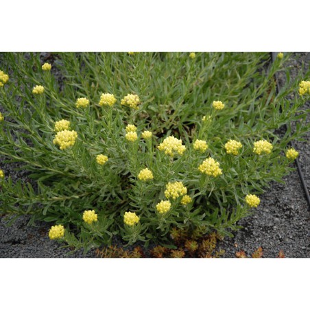 Helichrysum arenarium - smil