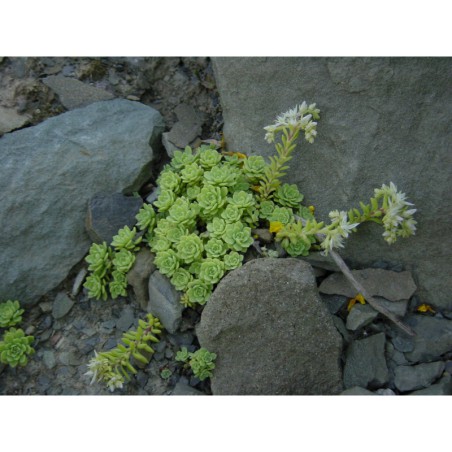 Sedum nevii - rozchodník
