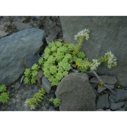 Sedum nevii - rozchodník
