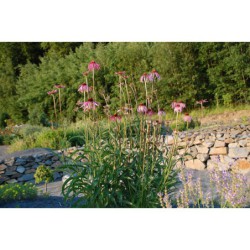 Rudbeckia pallida - třapatka