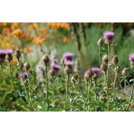 Rhaponticum carthamoides - maralí kořen