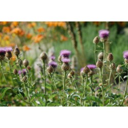 Rhaponticum carthamoides - maralí kořen