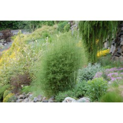 Asparagaus officinalis - chřest