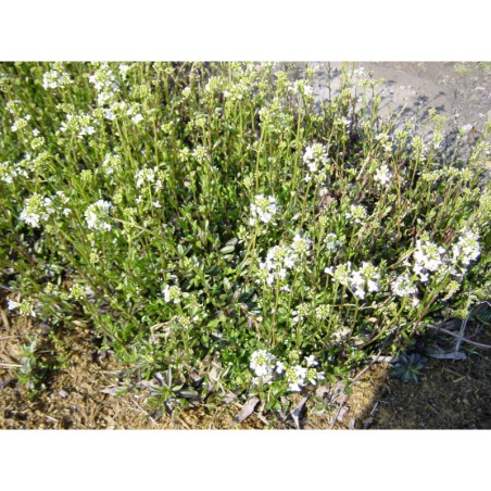 Arabis procurrens - huseník