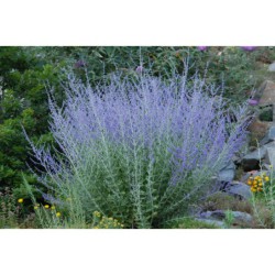 Perovskia atriplicifolia