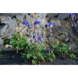 Aquilegia olympica - orlíček