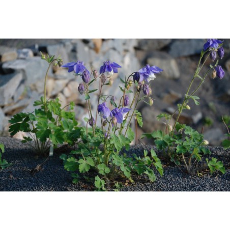 Aquilegia olympica - orlíček