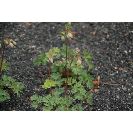 Aquilegia velebetica - orlíček