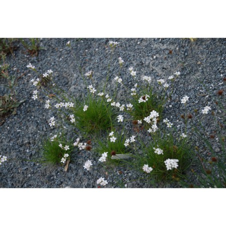 Arenaria ipomoeana - písečnice