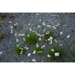 Arenaria ipomoeana - písečnice