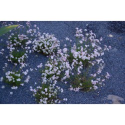 Asperula abchasica - mařinka