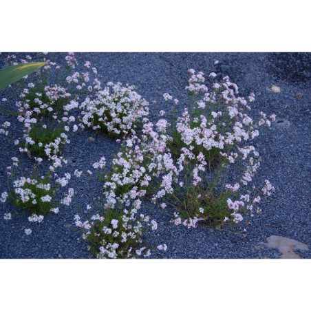 Asperula abchasica - mařinka