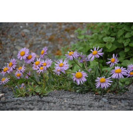 Aster batangensis - hvězdnice