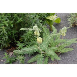 Astragalus alopecuroides - kozinec